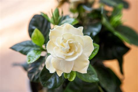 how to plant gardenias.